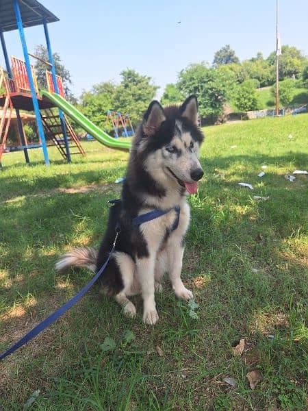 Siberian Husky female 2