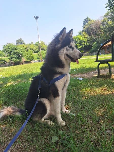 Siberian Husky female 3