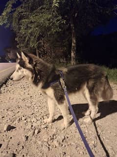 Siberian Husky female