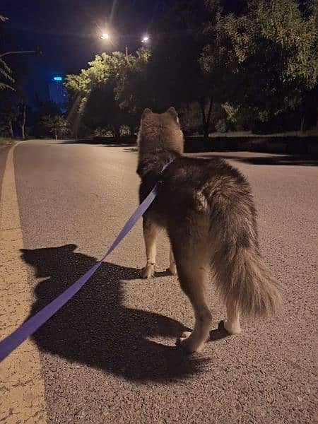 Siberian Husky female 4