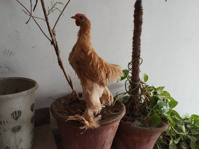 Golden buff young male 2