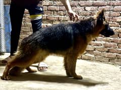 German shepherd  Long coat Age