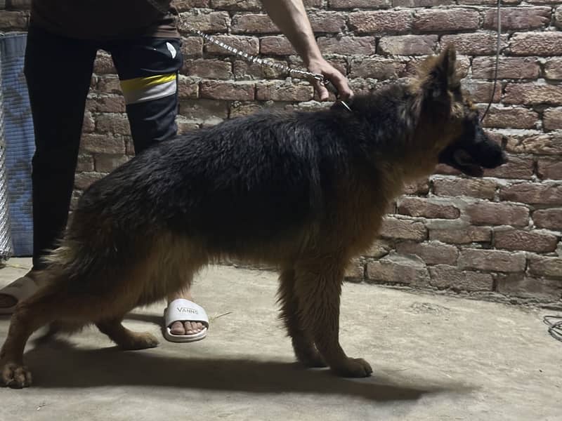 German shepherd  Long coat Age 1