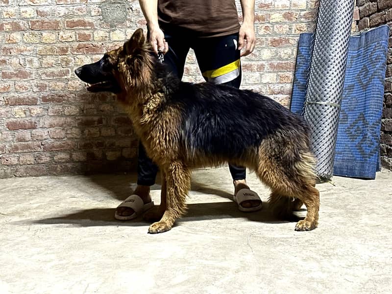 German shepherd  Long coat Age 2