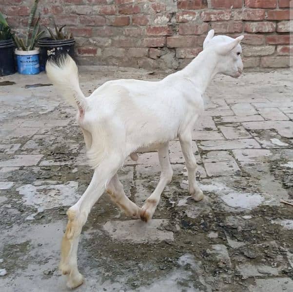 Tedda gulabi male/bakra/goat/kids 3