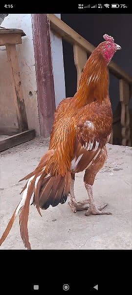 bangum aseel jageri breed 6