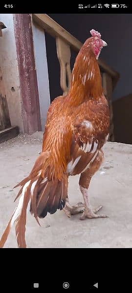 bangum aseel jageri breed 7