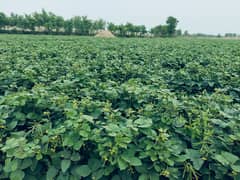 100 Kanal Agricultural Land For Sale In Multan Bypass Multan Bypass In Only Rs. 9000000/-