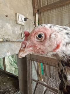 cheeni  aseel madi murgi hen for sale