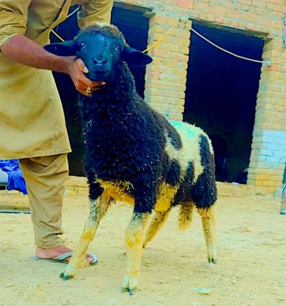 LONGTAIL MARINO SHEEP 1