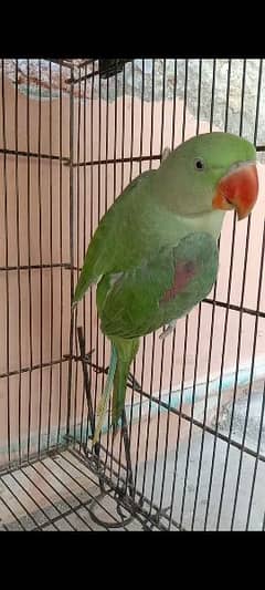 pahari parrot for sale bolna wala