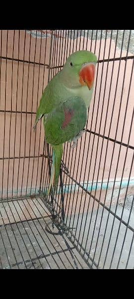 pahari parrot for sale bolna wala 1