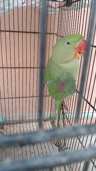 pahari parrot for sale bolna wala 2