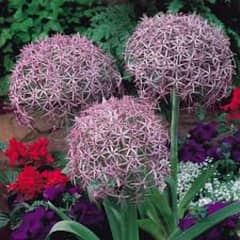 imported Winter Flower seeds Bulbs Available