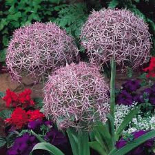 imported Winter Flower seeds Bulbs Available 0