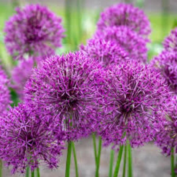 imported Winter Flower seeds Bulbs Available 1