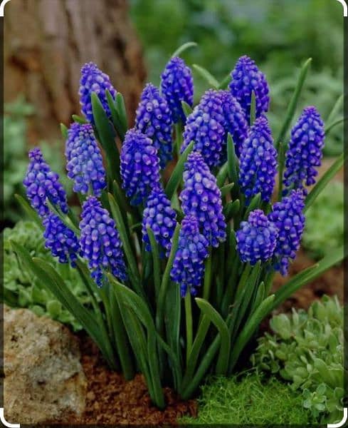 imported Winter Flower seeds Bulbs Available 3