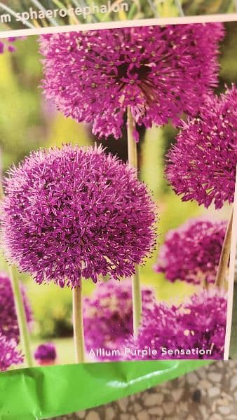 imported Winter Flower seeds Bulbs Available 4