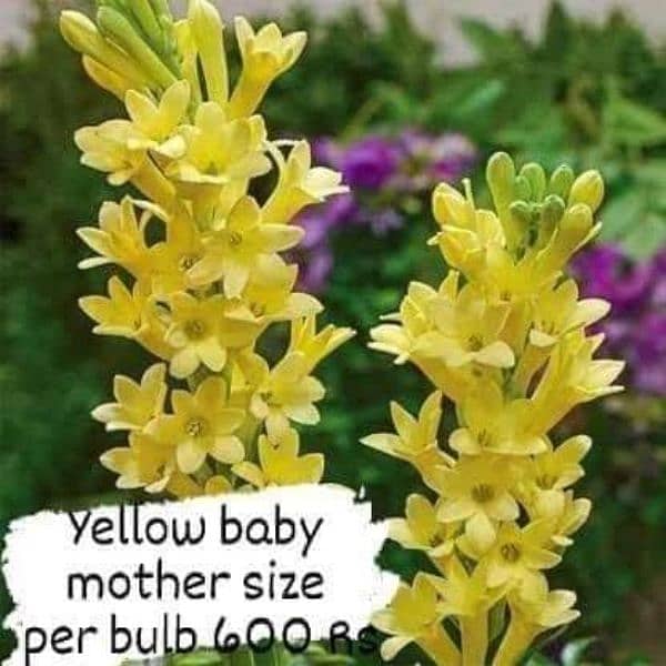 imported Winter Flower seeds Bulbs Available 5