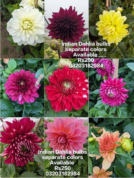 imported Winter Flower seeds Bulbs Available 6