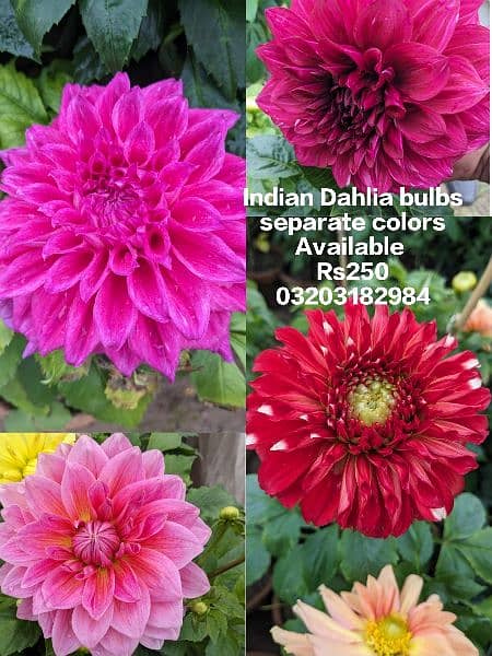 imported Winter Flower seeds Bulbs Available 7