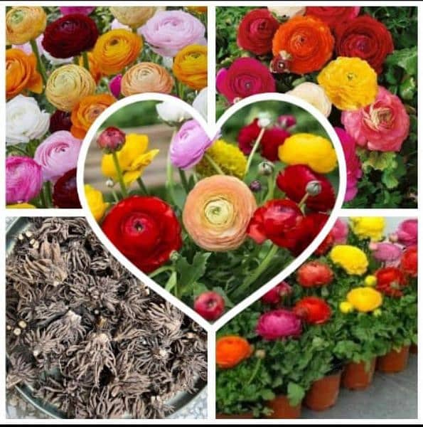 imported Winter Flower seeds Bulbs Available 8