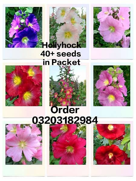 imported Winter Flower seeds Bulbs Available 9