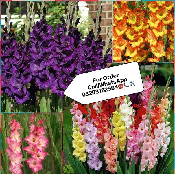 imported Winter Flower seeds Bulbs Available 10