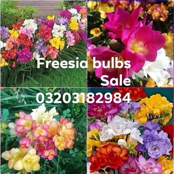 imported Winter Flower seeds Bulbs Available 11