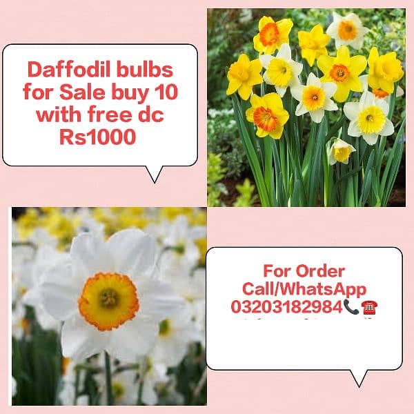 imported Winter Flower seeds Bulbs Available 12