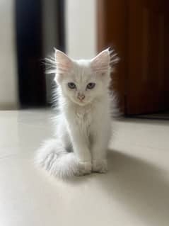 Persian Kitten | Triple Coated | Golden Eyed