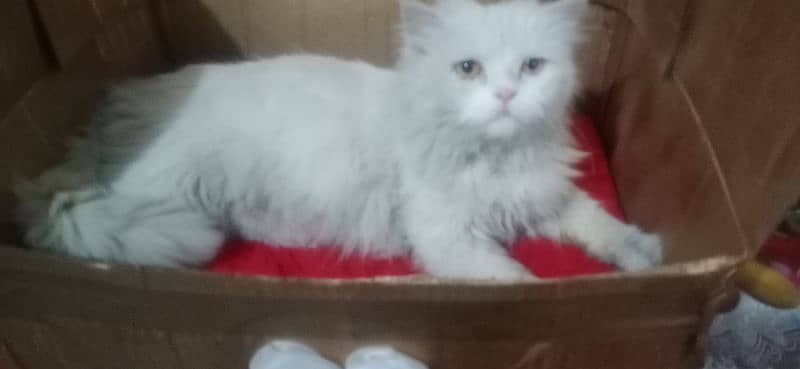 Beautiful Persian cat for sale 1