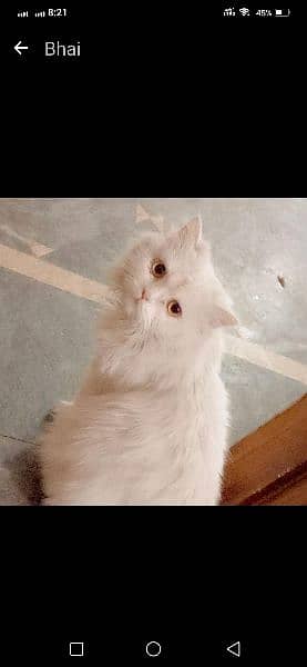 Beautiful Persian cat for sale 2