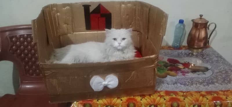 Beautiful Persian cat for sale 3