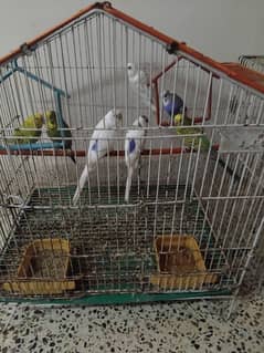 10 australian parrots 5(male)5(female) sale for parrots 0