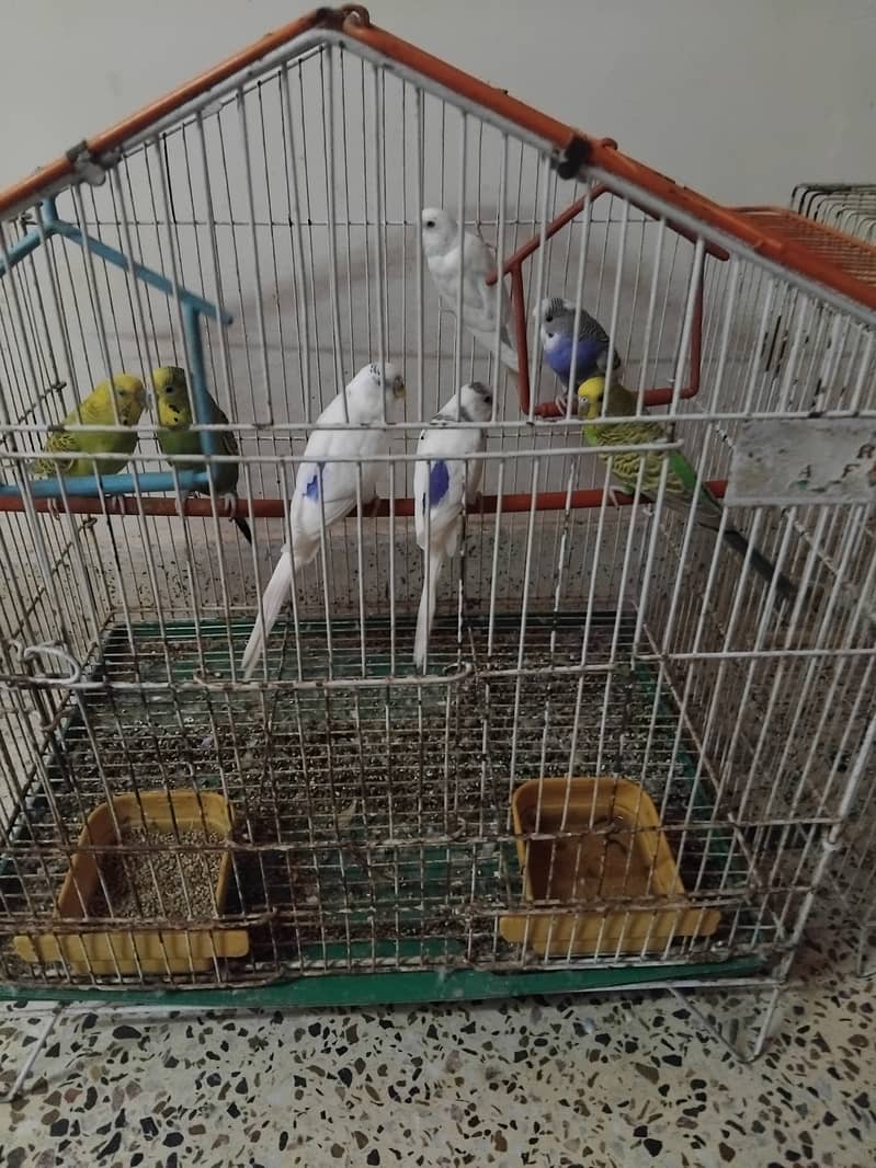 10 australian parrots 5(male)5(female) sale for parrots 0