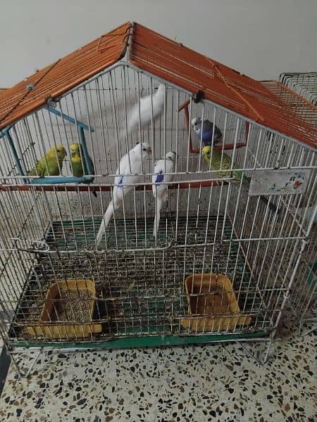 10 australian parrots 5(male)5(female) sale for parrots 1