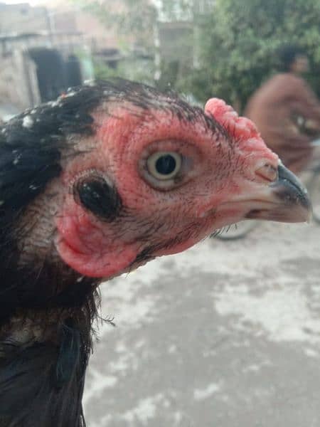 Mushkee Madi Female  Hen 1