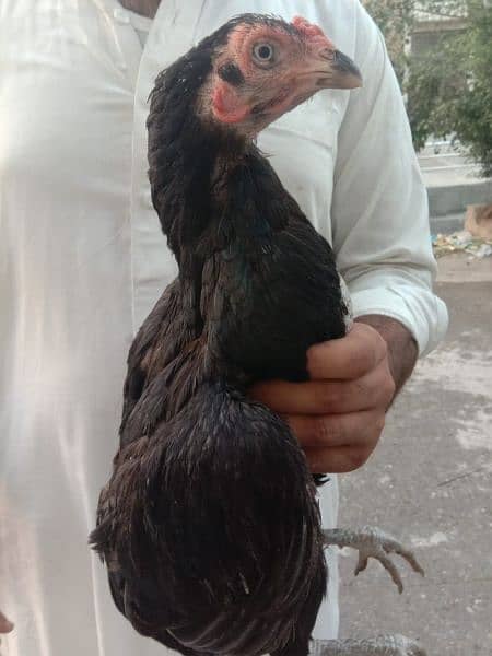 Mushkee Madi Female  Hen 2