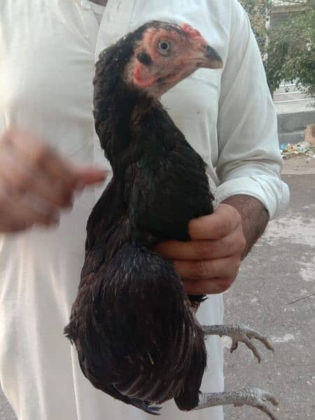 Mushkee Madi Female  Hen 3