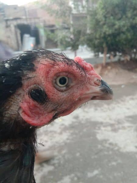 Mushkee Madi Female  Hen 8