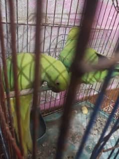 Parrot Pair Urgent 0316/204/60/62