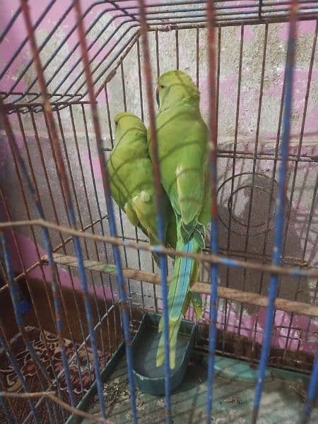 Parrot Pair Urgent 0316/204/60/62 1