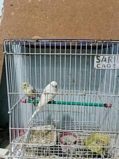 parrots for sale with cage