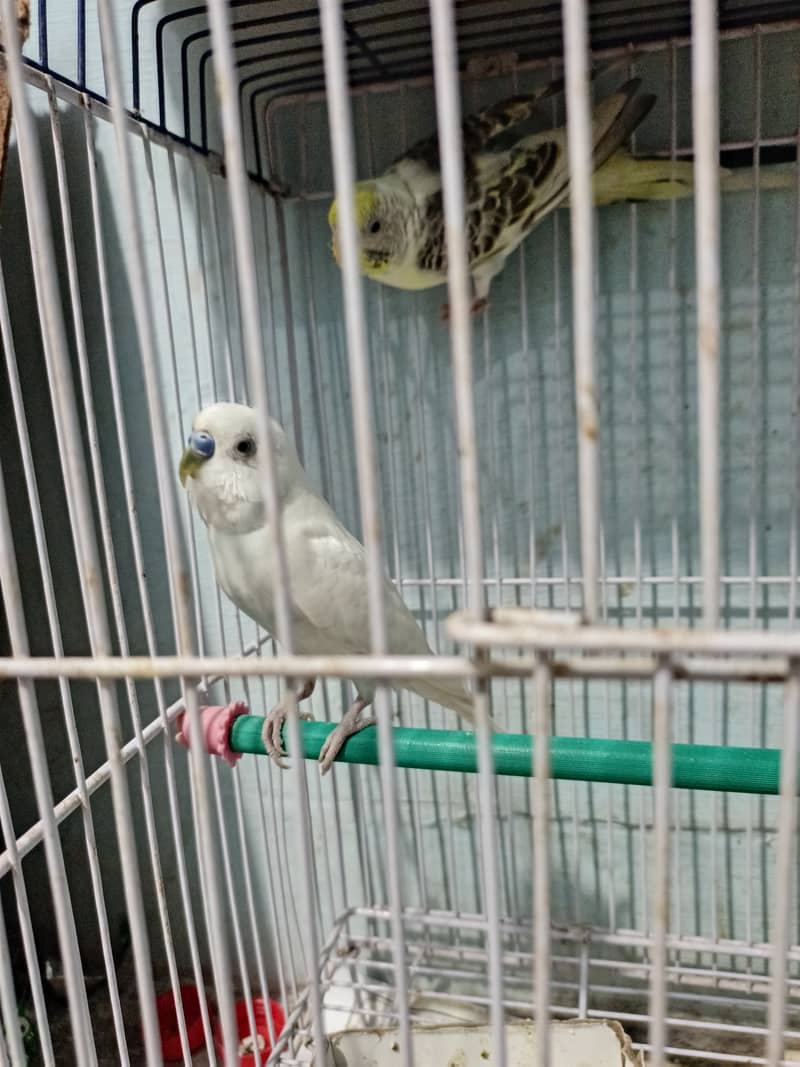 parrots for sale with cage 1