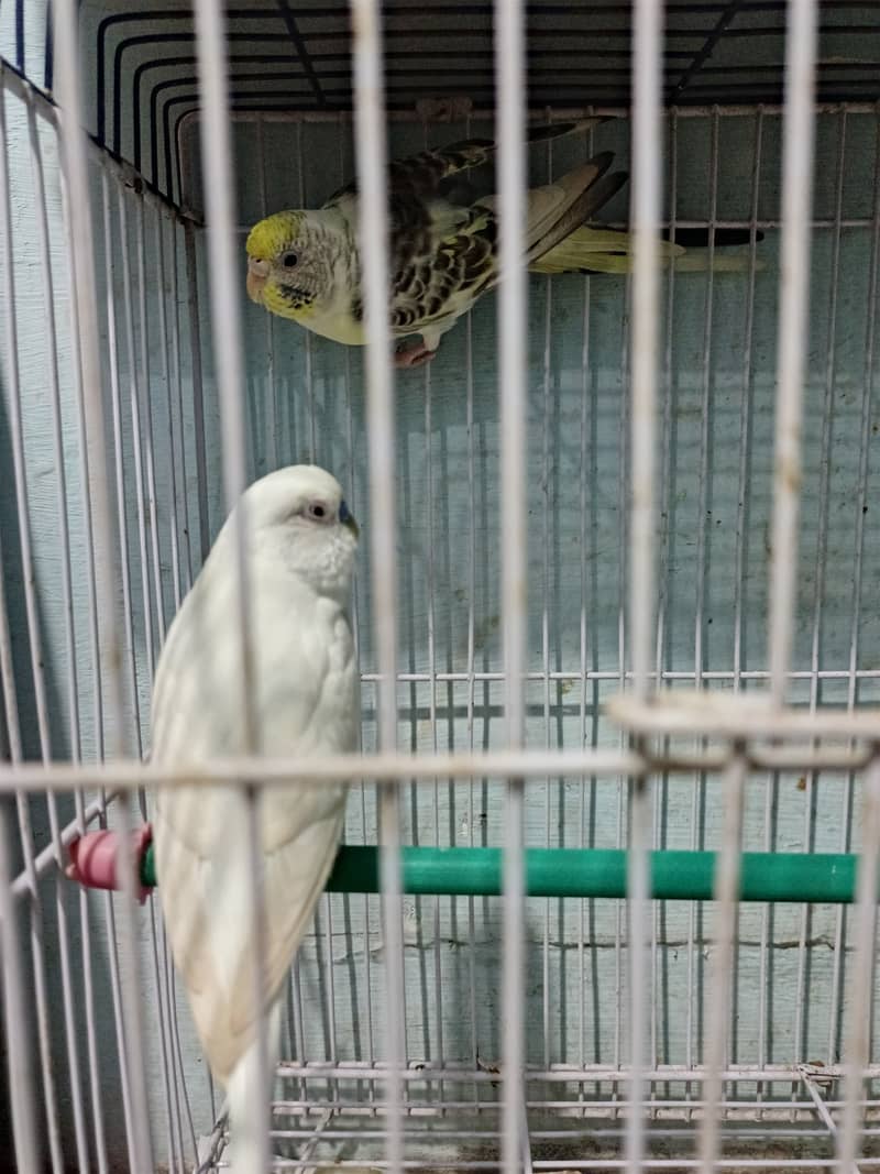 parrots for sale with cage 2