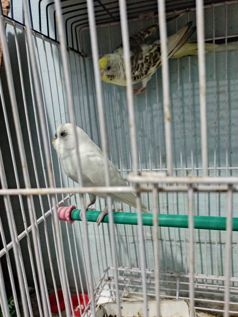 parrots for sale with cage 3