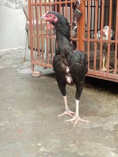 Pure Mianwali aseel hen for sale egg laying hen full young. 0