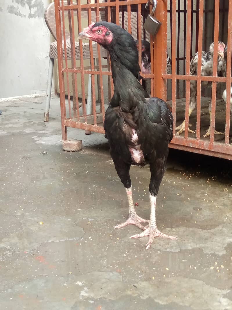 Pure Mianwali aseel hen for sale egg laying hen full young. 1