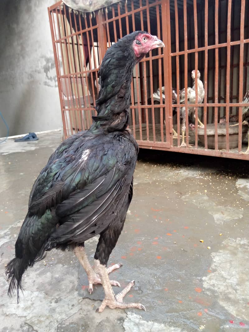 Pure Mianwali aseel hen for sale egg laying hen full young. 2